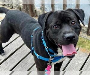 Mastiff-Unknown Mix Dogs for adoption in Redwood City, CA, USA
