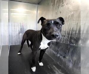 American Staffordshire Terrier-Unknown Mix Dogs for adoption in San Antonio, TX, USA