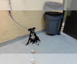 Texas Heeler-Unknown Mix Dogs for adoption in Tulsa, OK, USA