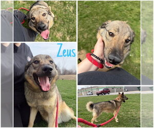 German Shepherd Dog-Unknown Mix Dogs for adoption in Pierceton , IN, USA