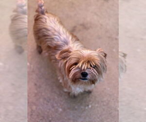 Mutt Dogs for adoption in Oak Bluffs, MA, USA