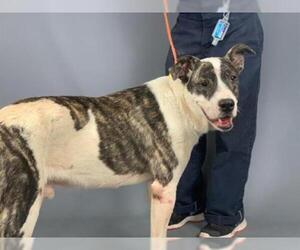 Akita Dogs for adoption in Houston, TX, USA