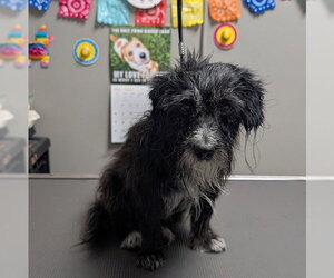 Mutt Dogs for adoption in Las Vegas, NV, USA