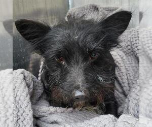 Mutt Dogs for adoption in San Antonio, TX, USA