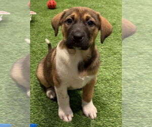 Mutt Dogs for adoption in Sanford, FL, USA