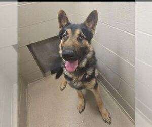 German Shepherd Dog Dogs for adoption in Decatur, IL, USA