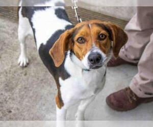 Beagle Dogs for adoption in Santa Rosa, CA, USA