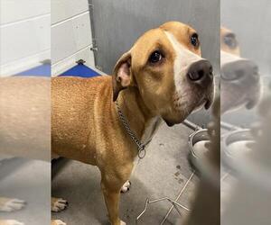 American Pit Bull Terrier-Unknown Mix Dogs for adoption in Tavares, FL, USA
