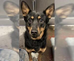 German Shepherd Dog-Unknown Mix Dogs for adoption in Redlands, CA, USA