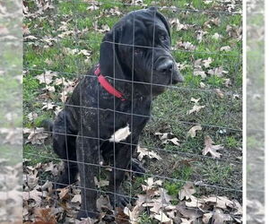 Neapolitan Mastiff Dogs for adoption in Alexander, AR, USA