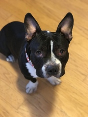 American French Bull Terrier Dogs for adoption in Princeton, MN, USA