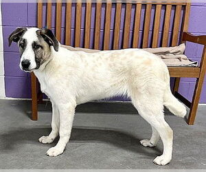 Anatolian Shepherd-Great Pyrenees Mix Dogs for adoption in Genesee, WI, USA