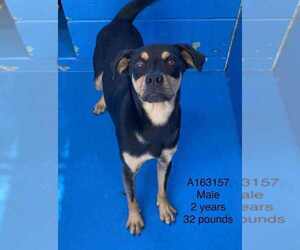 Chihuahua-Unknown Mix Dogs for adoption in Calgary, Alberta, Canada