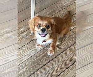 Pekingese-Unknown Mix Dogs for adoption in Boston, MA, USA