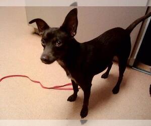 Mutt Dogs for adoption in Martinez, CA, USA