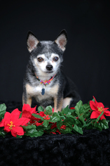 Medium Photo #1 Chihuahua Puppy For Sale in San Pedro, CA, USA