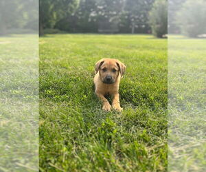 Labrador Retriever-Retriever  Mix Dogs for adoption in Plainfield, IL, USA