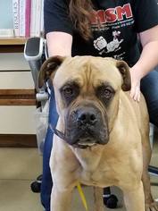 Bullmastiff Dogs for adoption in Chambersburg, PA, USA