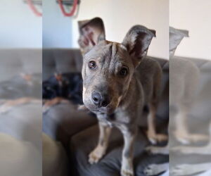 Mutt Dogs for adoption in Sandy, UT, USA