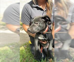 Labrador Retriever Dogs for adoption in Houston, TX, USA