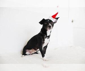Jack-Rat Terrier Dogs for adoption in Philadelphia, PA, USA