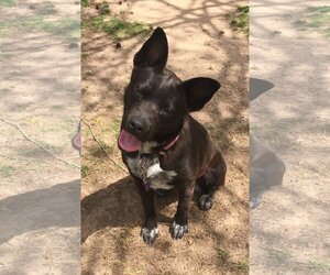 Labrador Retriever-Unknown Mix Dogs for adoption in The Woodlands, TX, USA