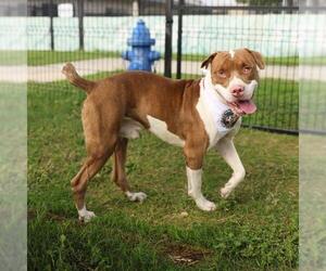American Staffordshire Terrier Dogs for adoption in San Antonio, TX, USA