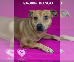 American Pit Bull Terrier Dogs for adoption in Stockton, CA, USA