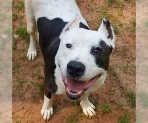 Bulldog Dogs for adoption in Hamilton, GA, USA
