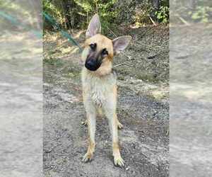 German Shepherd Dog Dogs for adoption in Montgomery, AL, USA
