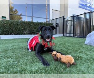 Labrador Retriever-Unknown Mix Dogs for adoption in Santa Clara, CA, USA