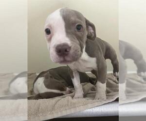 American Pit Bull Terrier-Unknown Mix Dogs for adoption in Louisville, KY, USA