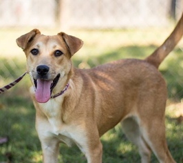 Small Labrador Retriever