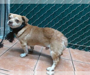 Mutt Dogs for adoption in Downey, CA, USA