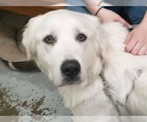 Great Pyrenees Dogs for adoption in Millville, UT, USA
