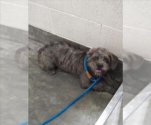 Mutt Dogs for adoption in Upland, CA, USA