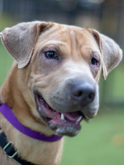 Small Chinese Shar-Pei Mix