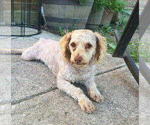 Mutt Dogs for adoption in Germantown, OH, USA