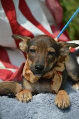 Medium Photo #1 Carolina Dog-Unknown Mix Puppy For Sale in Brighton, TN, USA