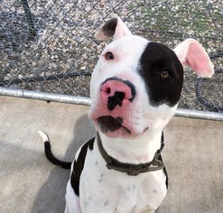 American Pit Bull Terrier-Unknown Mix Dogs for adoption in Newhall, CA, USA
