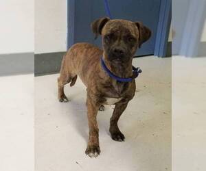 Boxer Dogs for adoption in Yreka, CA, USA