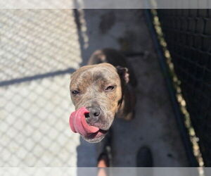 American Pit Bull Terrier Dogs for adoption in Tulsa, OK, USA