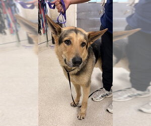 German Shepherd Dog Dogs for adoption in Riverside, CA, USA