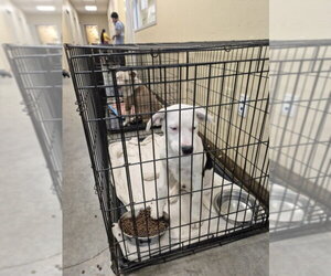 Mutt Dogs for adoption in Texas City, TX, USA