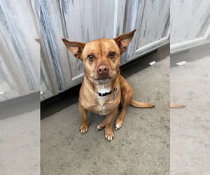 Basenji-Unknown Mix Dogs for adoption in Salt Lake City, UT, USA