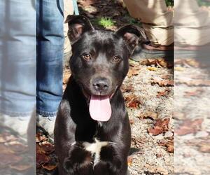 American Pit Bull Terrier-Labrador Retriever Mix Dogs for adoption in Marble, NC, USA