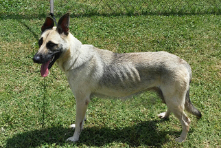 German Shepherd Dog Dogs for adoption in Palm Harbor, FL, USA