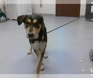 German Shepherd Dog-Unknown Mix Dogs for adoption in Fayetteville, NC, USA