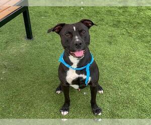 Mutt Dogs for adoption in Orange, CA, USA