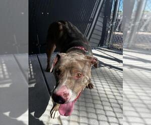 American Pit Bull Terrier Dogs for adoption in Fort Collins, CO, USA